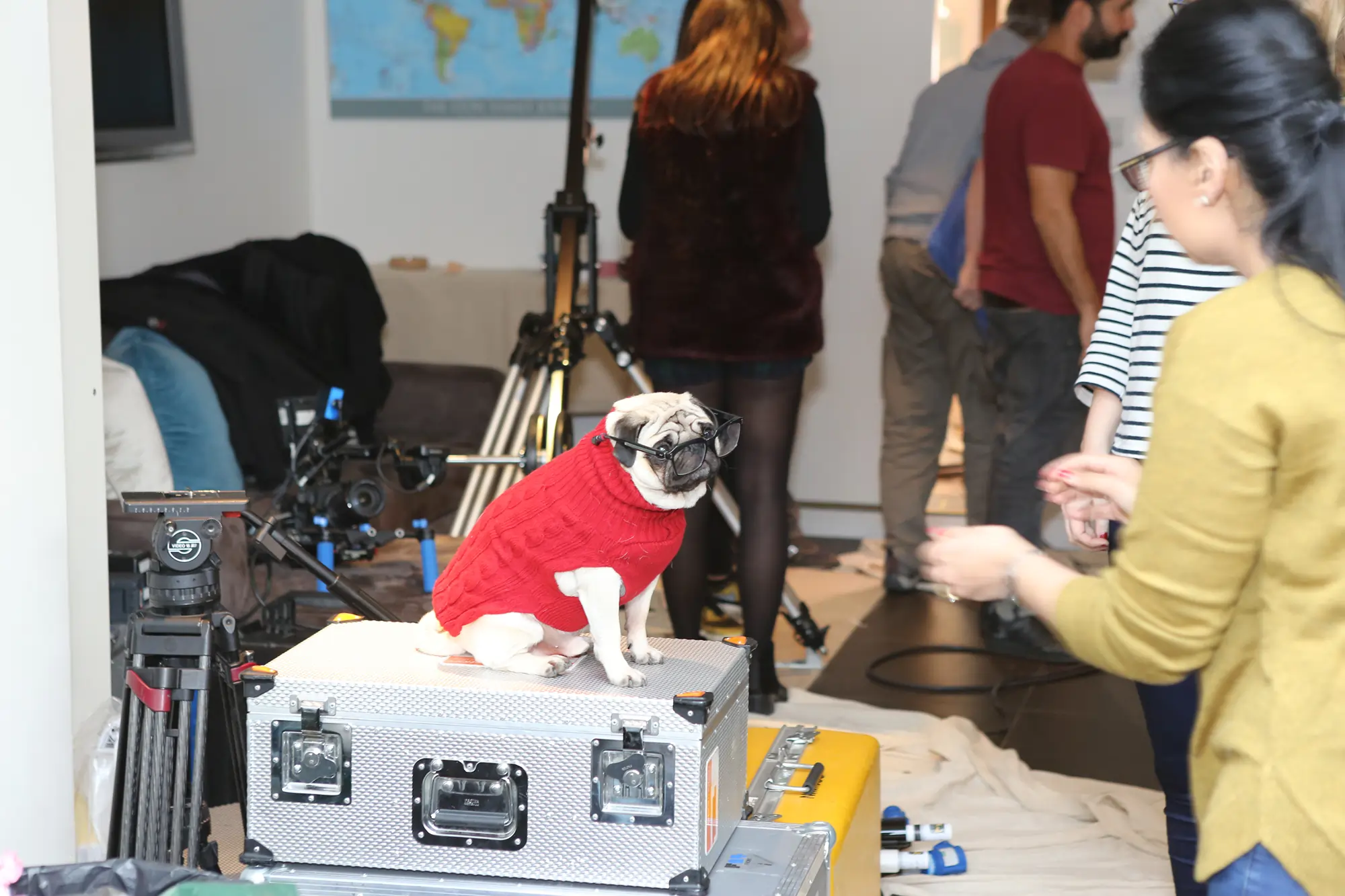 Vision Direct Gizmo the Pug