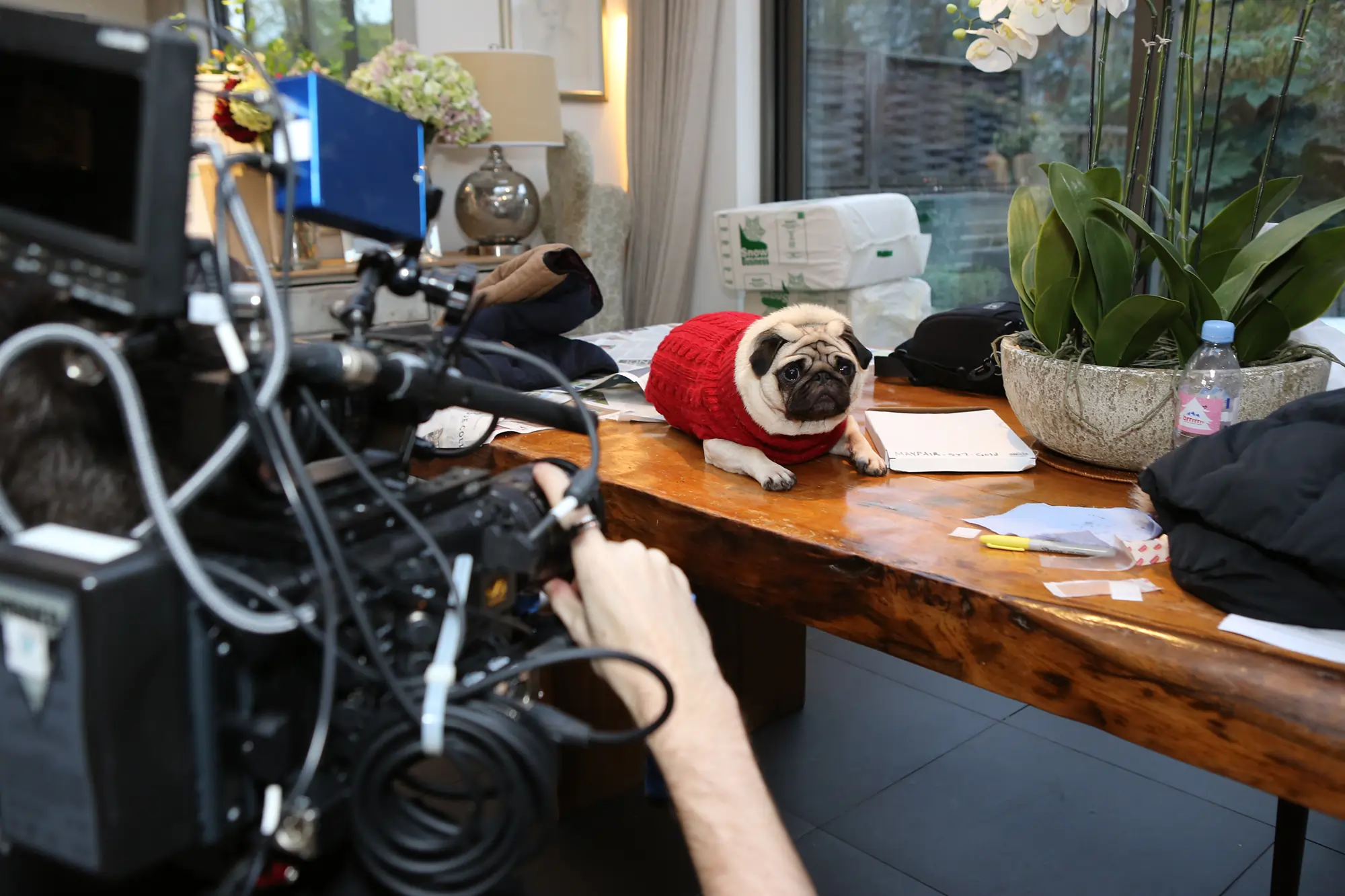 Vision Direct Gizmo campaign